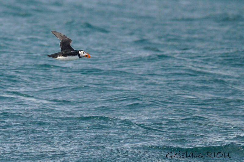 Atlantic Puffin