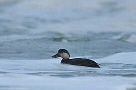 Common Scoter