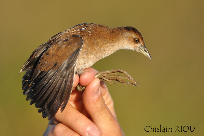 Baillon's Crake female juvenile