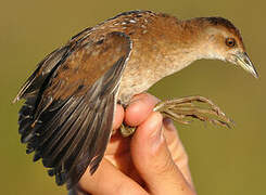 Baillon's Crake