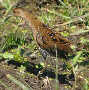 Baillon's Crake