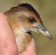 Baillon's Crake