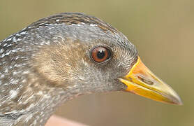 Spotted Crake