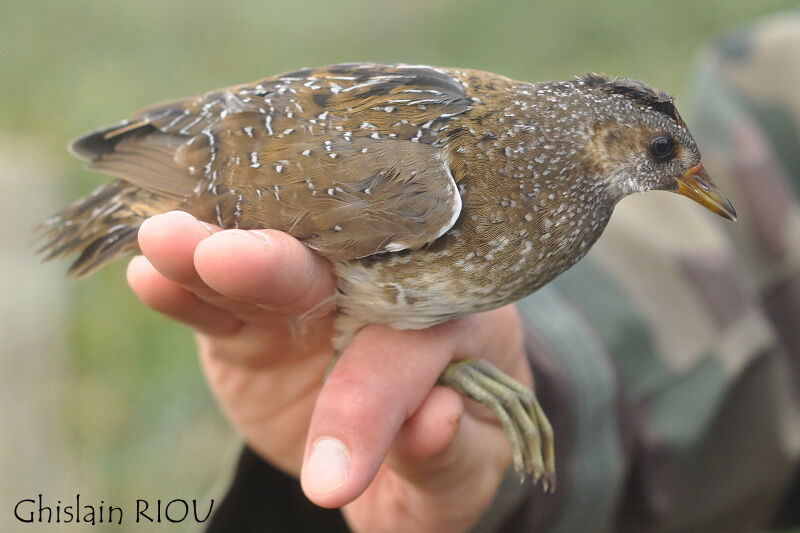 Spotted Crake