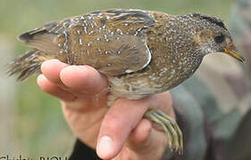 Spotted Crake