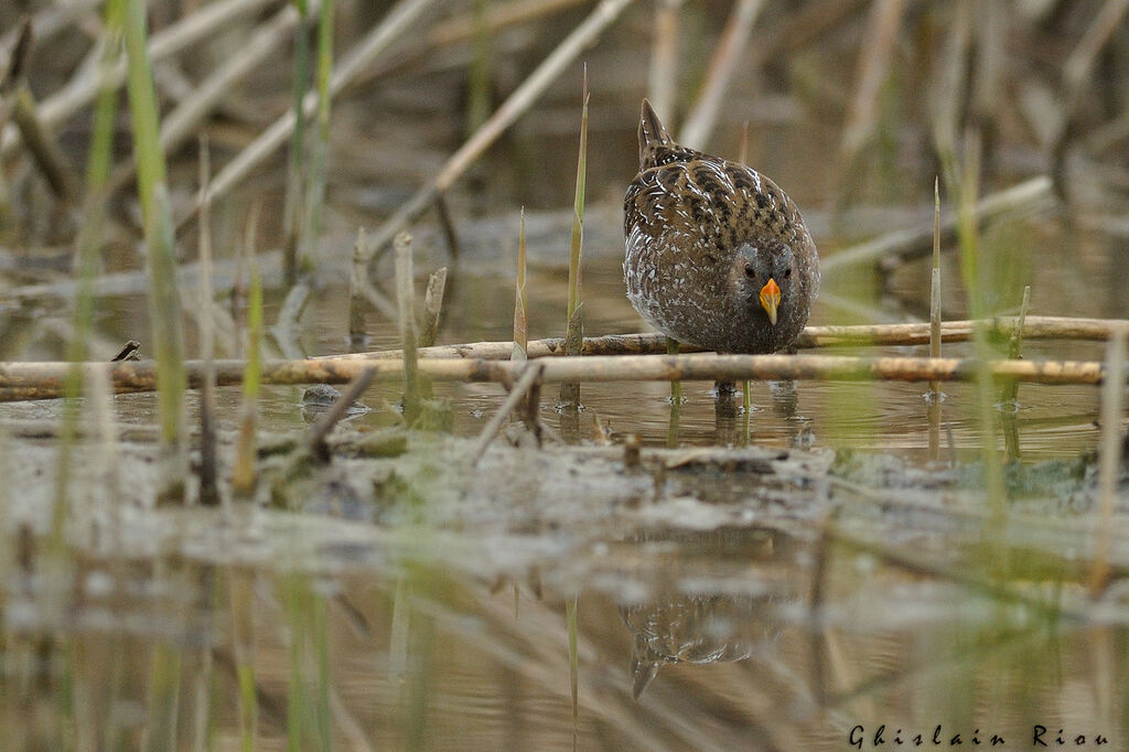 Spotted Crake