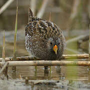 Spotted Crake