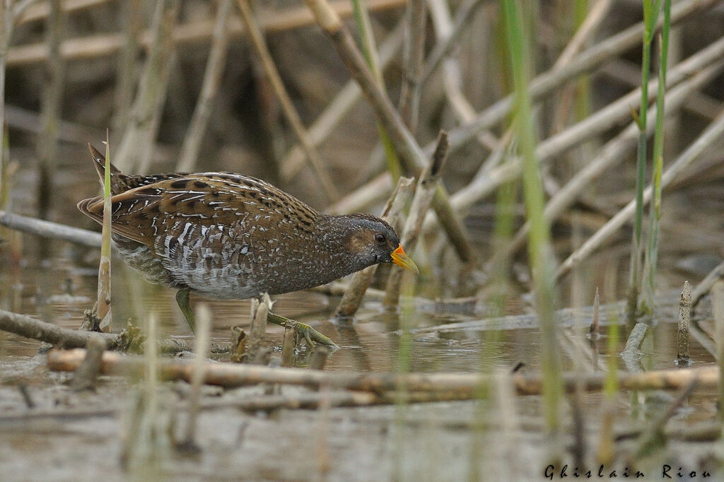 Spotted Crake