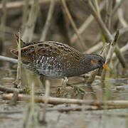 Spotted Crake