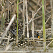 Spotted Crake