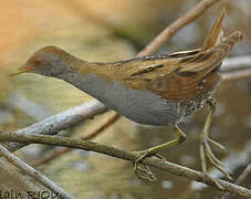 Little Crake