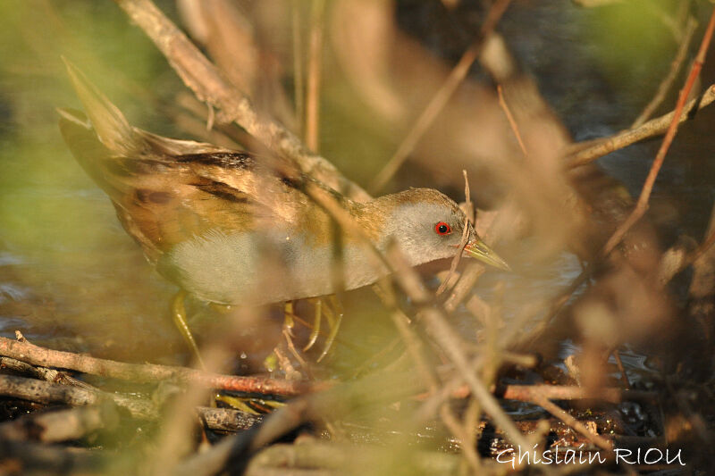 Little Crake male adult