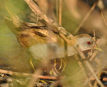 Little Crake