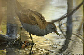 Little Crake