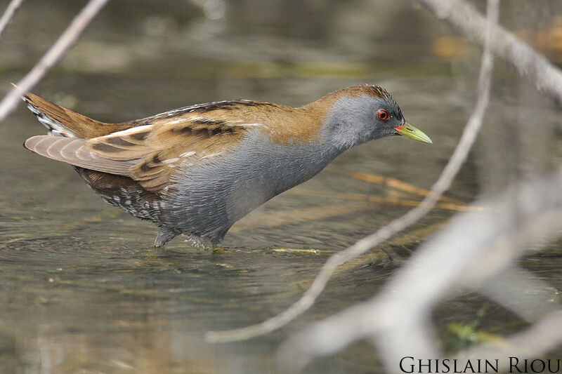 Little Crake male adult