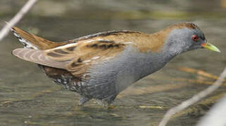 Little Crake