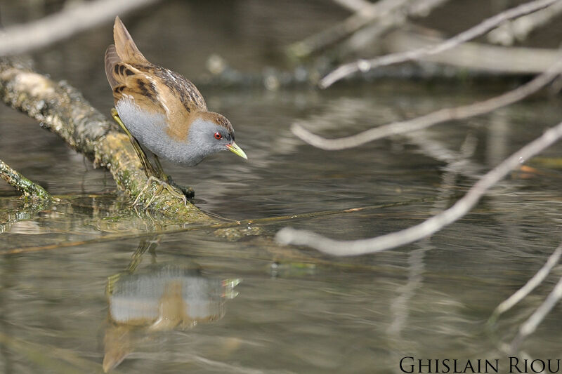 Little Crake male adult