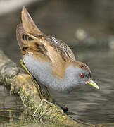 Little Crake