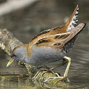 Little Crake