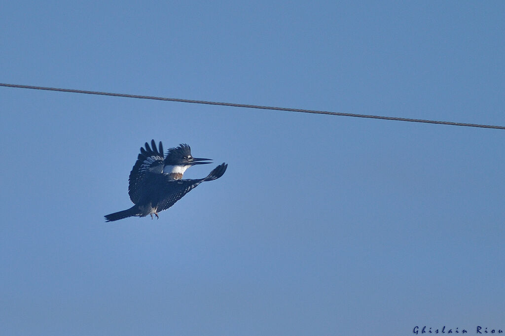 Martin-pêcheur d'Amérique