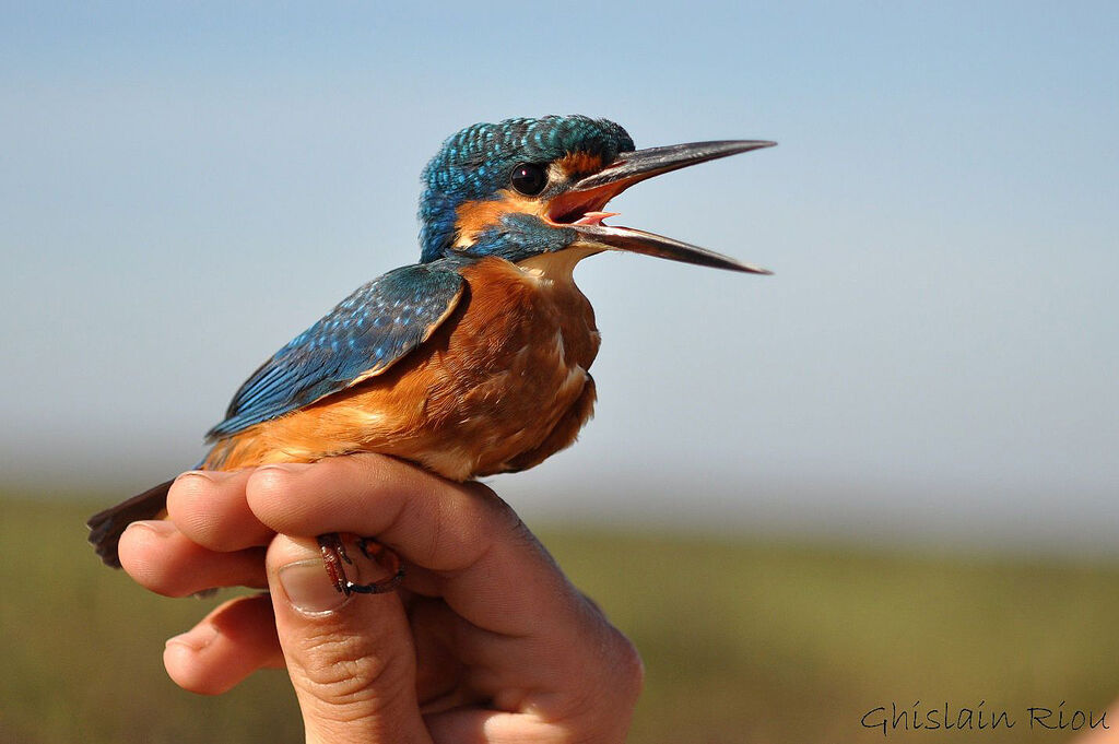 Common Kingfisher