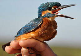 Common Kingfisher