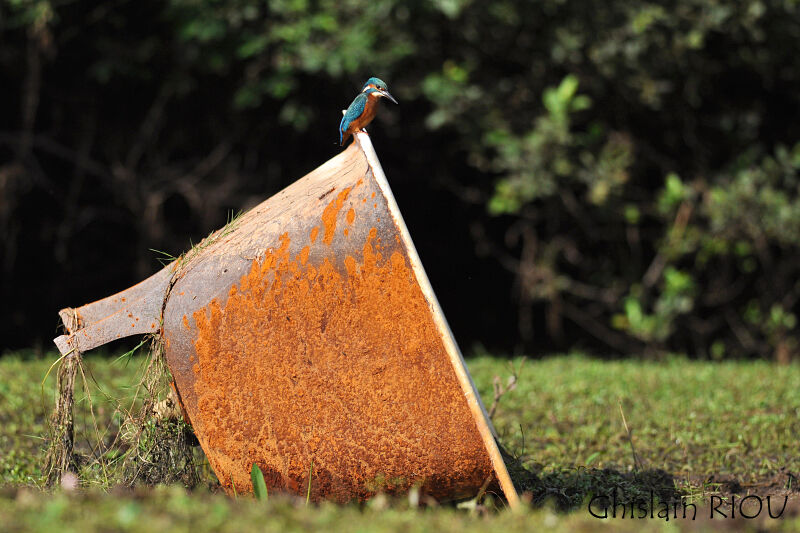 Common Kingfisher