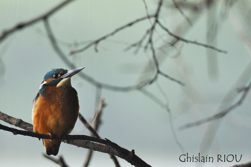 Common Kingfisher