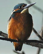 Common Kingfisher