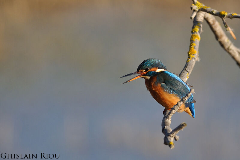 Common Kingfisher