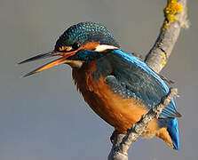 Common Kingfisher