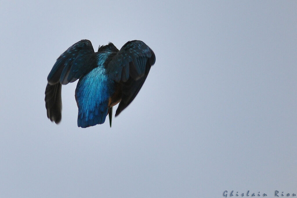 Common Kingfisher