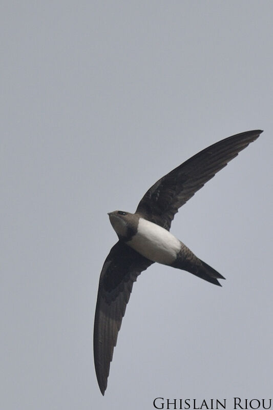 Alpine Swift