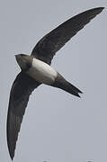 Alpine Swift