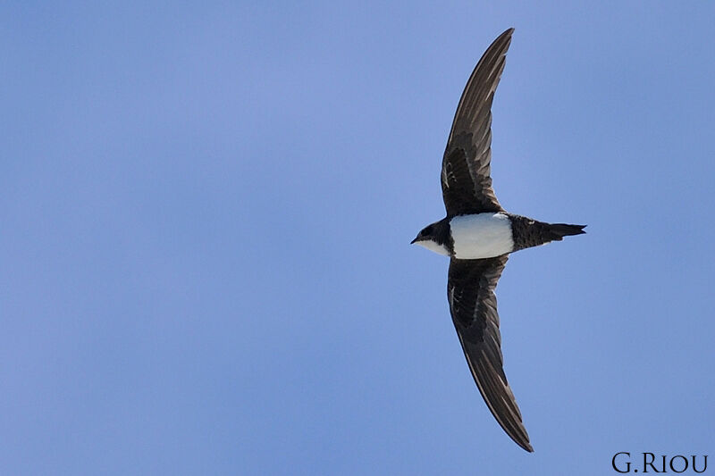 Alpine Swift