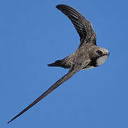 Alpine Swift