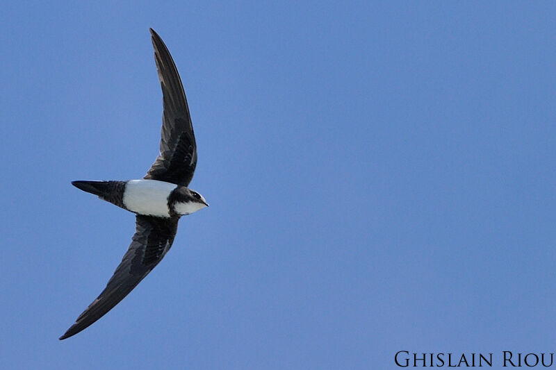 Alpine Swift