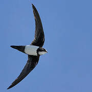 Alpine Swift