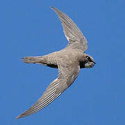 Alpine Swift