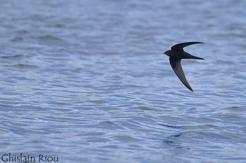 Common Swift