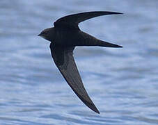 Common Swift