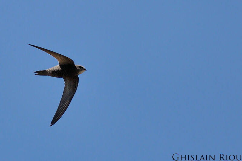 Pallid Swift