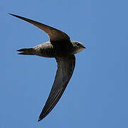 Pallid Swift