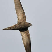 Pallid Swift