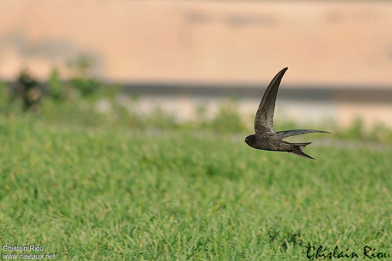 Plain Swift, identification