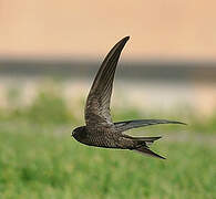 Plain Swift