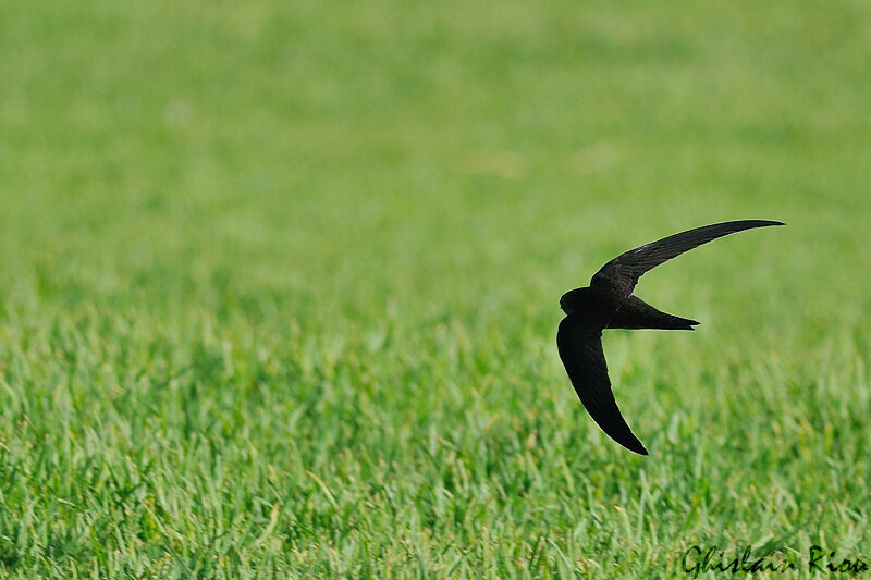 Plain Swift