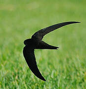 Plain Swift