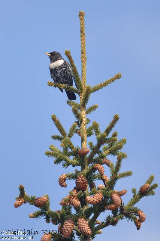 Ring Ouzel male adult breeding, habitat, Behaviour