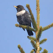 Ring Ouzel